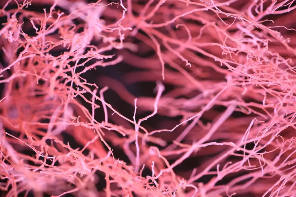 Chronic Traumatic Encephalopathy Pathology Explained